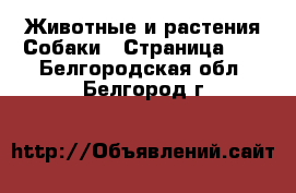 Животные и растения Собаки - Страница 11 . Белгородская обл.,Белгород г.